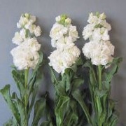 A[[ACAzCgII